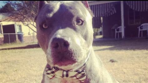 burberry dog petition|Petition demands more animal training for SDPD officers.